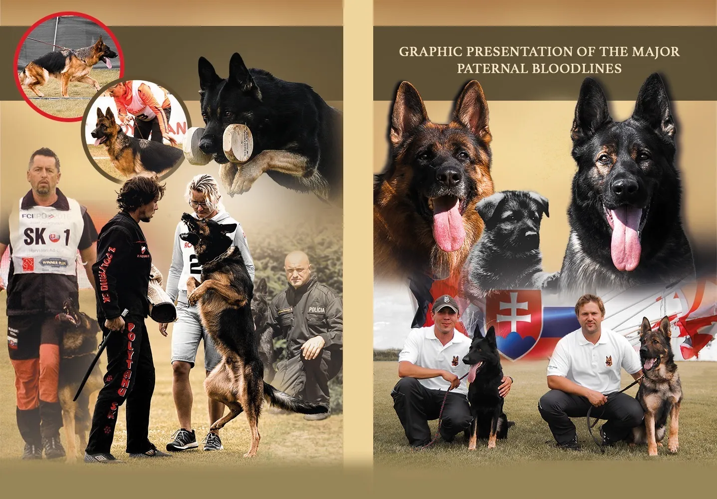 The opening spread of the graphic presentation of the major paternal bloodlines
