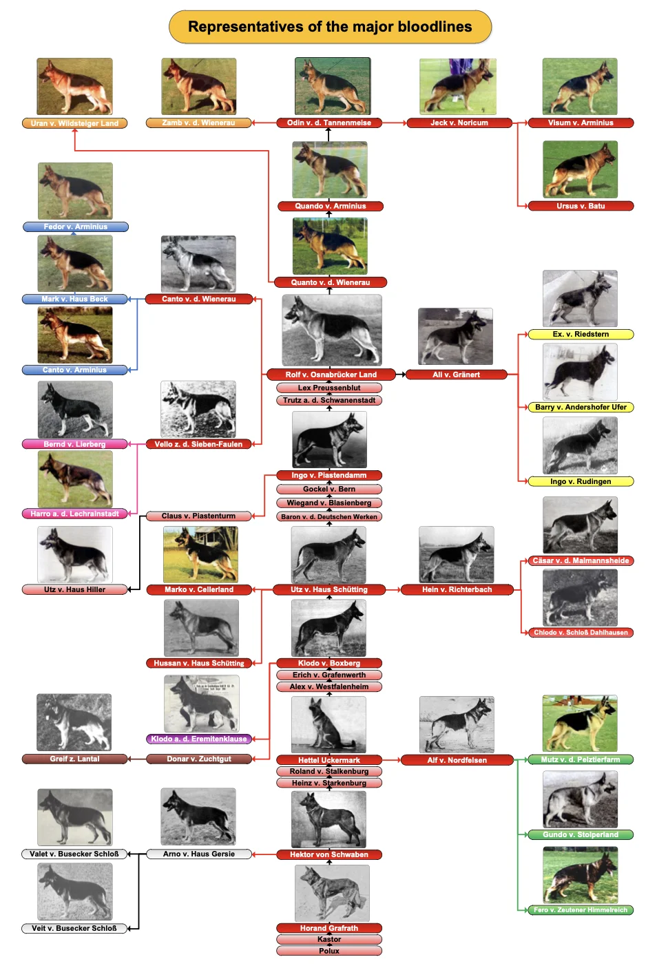 A chart of representative dogs of the major bloodlines, with photos