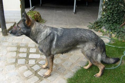 Gera Kamoš
