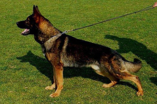 Drago Eqidius - Deutsche Schäferhundezucht