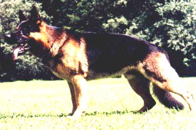 Aiax von Haus Hartmann