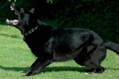Black-Jack v.d. Teufelskehle