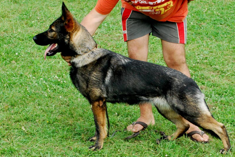Eischa Eqidius - German Shepherd kennel