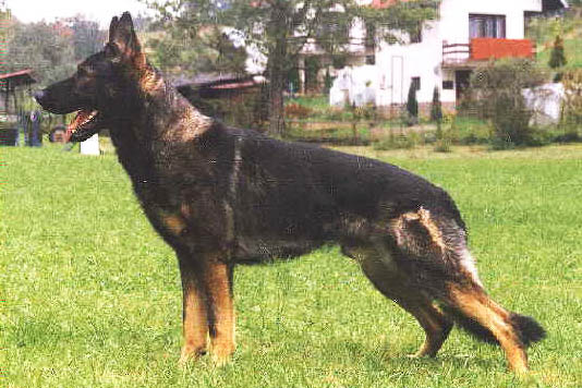 Blek Egidius