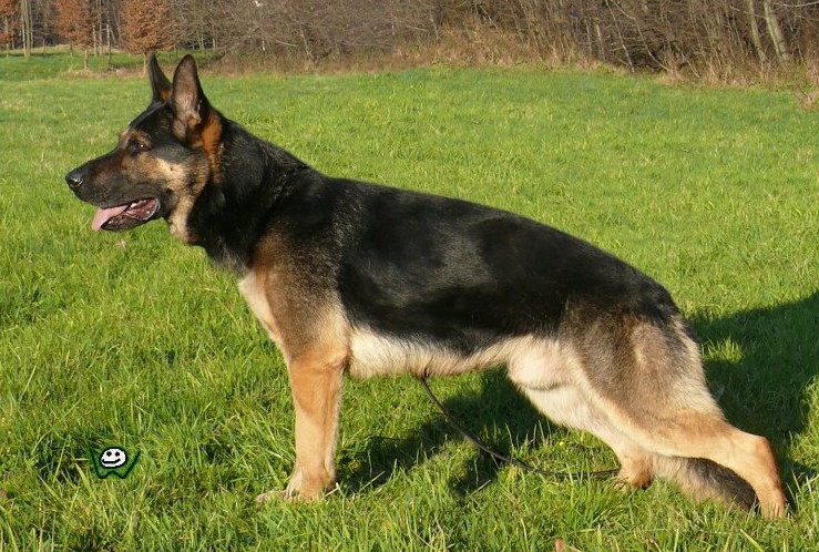 Cherry Eqidius - Deutsche Schäferhundezucht
