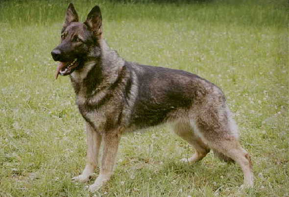 Zira Egidius