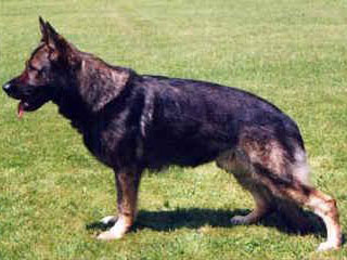 Lasco von der Westfalenspross