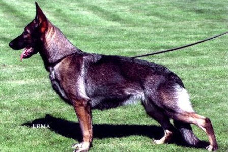 Duschka v.d. Maineiche