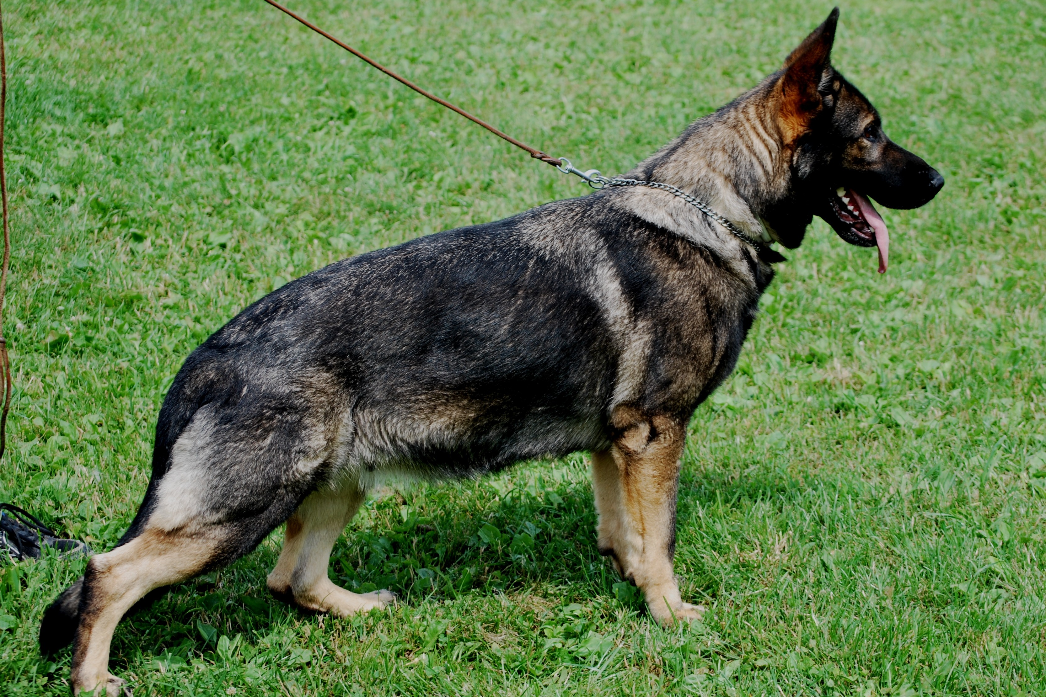 Christin Eqidius - Deutsche Schäferhundezucht