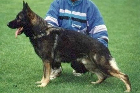 Aly v. Vordersteinwald