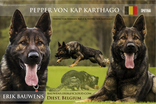 Pepper von Kap Karthago