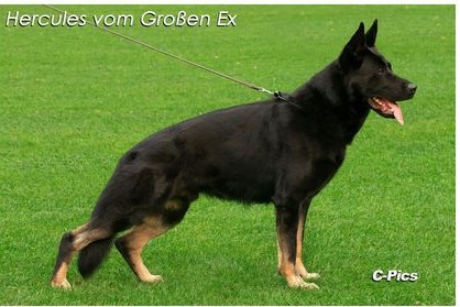 Hercules v. Grossen Ex