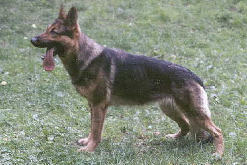 Tira Egidius