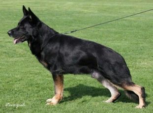 Zorro v.d. Mordschau