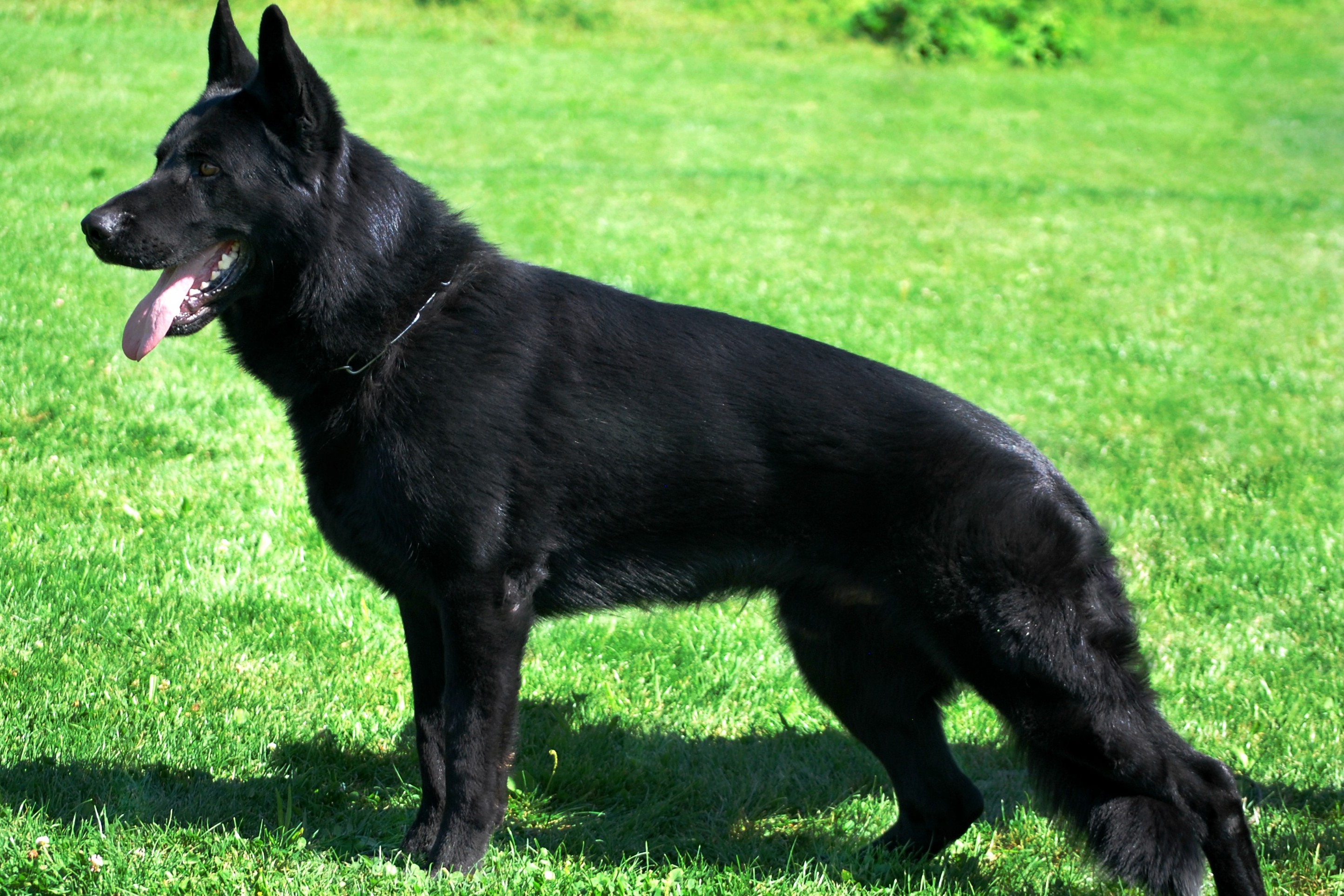 Hunter Eqidius - German Shepherd kennel