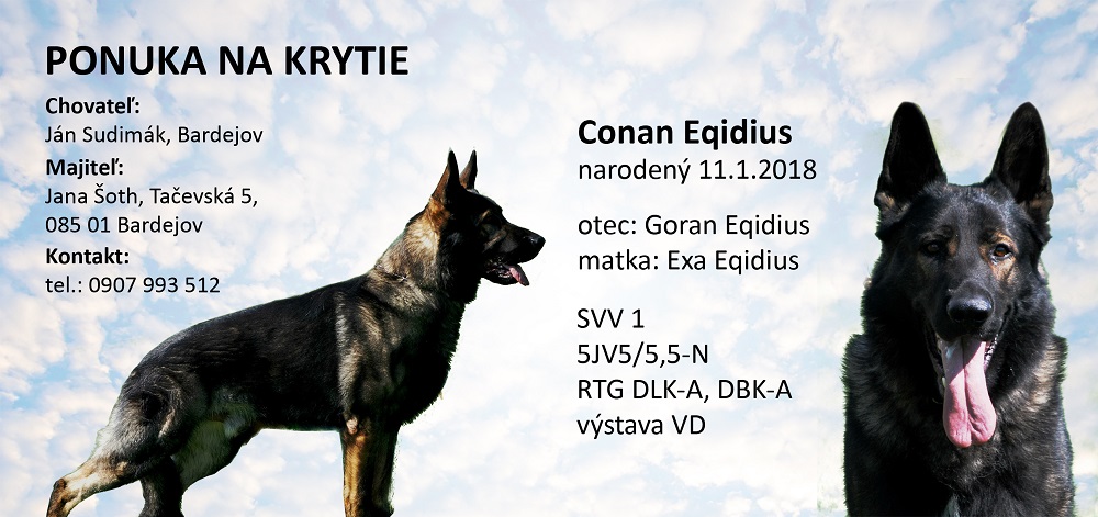 Ponuka na krytie insemináciou: Conan Eqidius